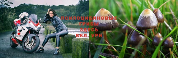 прущие крисы Бородино